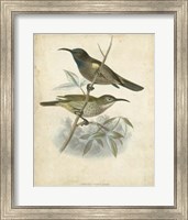 Framed Antique Gould Hummingbird IV