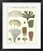 Coral Classification I Framed Print