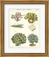 Framed Coral Classification II