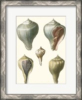 Framed Volute Shells, Pl.390