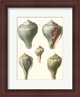 Framed Volute Shells, Pl.390