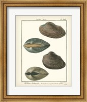 Framed Arche Shells, Pl.306