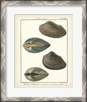 Framed Arche Shells, Pl.306