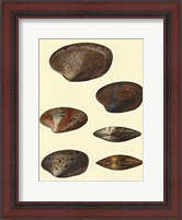 Framed Venus Shells, Pl.281