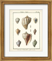 Framed Volute Shells, Pl.384