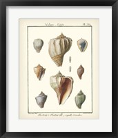 Framed Volute Shells, Pl.384