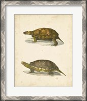 Framed Turtle Duo I