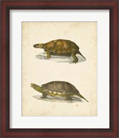 Framed Turtle Duo I