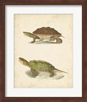 Framed Turtle Duo II