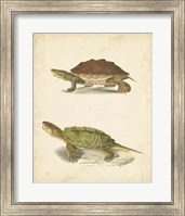 Framed Turtle Duo II