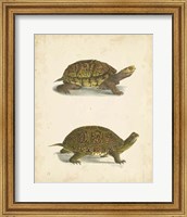 Framed Turtle Duo III