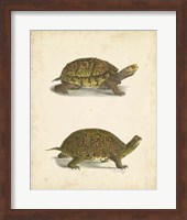 Framed Turtle Duo III