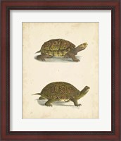Framed Turtle Duo III