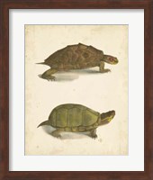 Framed Turtle Duo IV