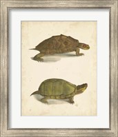 Framed Turtle Duo IV