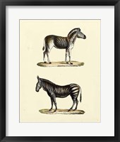 Framed Animal Studies I