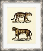 Framed Animal Studies II