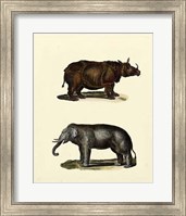 Framed Animal Studies IV