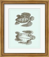 Framed Loggerhead Turtles I