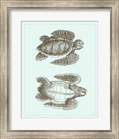 Framed Loggerhead Turtles I