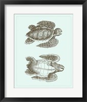 Framed Loggerhead Turtles I