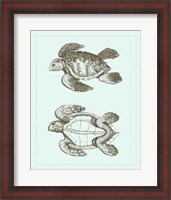 Framed Loggerhead Turtles II