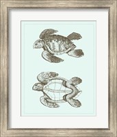 Framed Loggerhead Turtles II