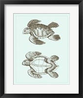 Loggerhead Turtles II Framed Print