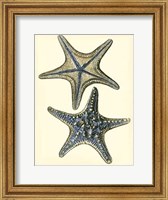 Framed Antique Blue Starfish II