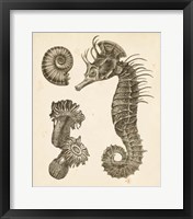 Seahorse Study II Framed Print