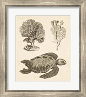 Framed Sea Turtle Study I