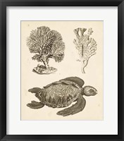Sea Turtle Study I Framed Print