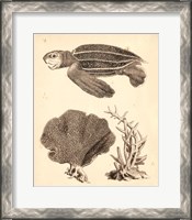 Framed Sea Turtle Study II