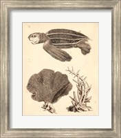 Framed Sea Turtle Study II