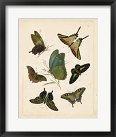 Antique Entomology I Framed Print