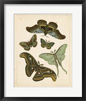 Framed Antique Entomology II