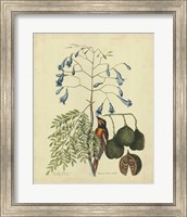 Framed Bird & Botanical II