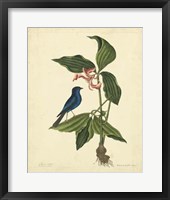 Framed Bird & Botanical IV