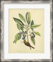 Framed Bird & Botanical V