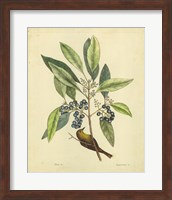 Framed Bird & Botanical V