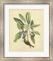Framed Bird & Botanical V