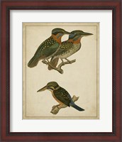 Framed Vintage Kingfishers III