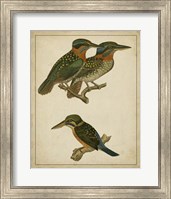 Framed Vintage Kingfishers III