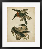 Framed Vintage Kingfishers IV