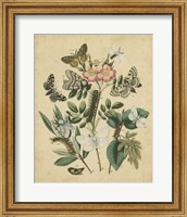 Framed Butterfly Stages I
