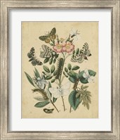 Framed Butterfly Stages I