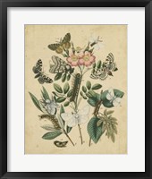 Butterfly Stages I Framed Print