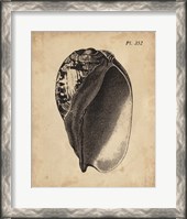 Framed Vintage Diderot Shell IV