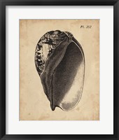 Framed Vintage Diderot Shell IV