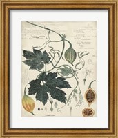 Framed Botanical by Descube I